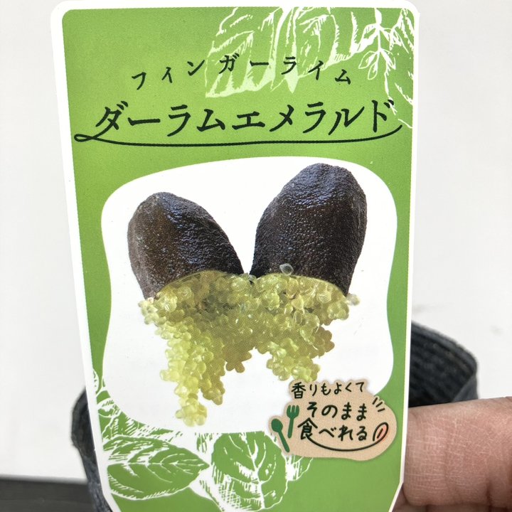 フィンガーライム ダーラムエメラルド 苗 販売 苗木部 By 花