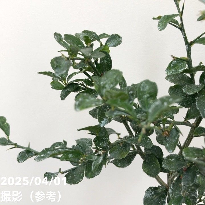 フィンガーライム 3.5号 ダーラムエメラルド｜柑橘｜果樹10-TU | 果樹