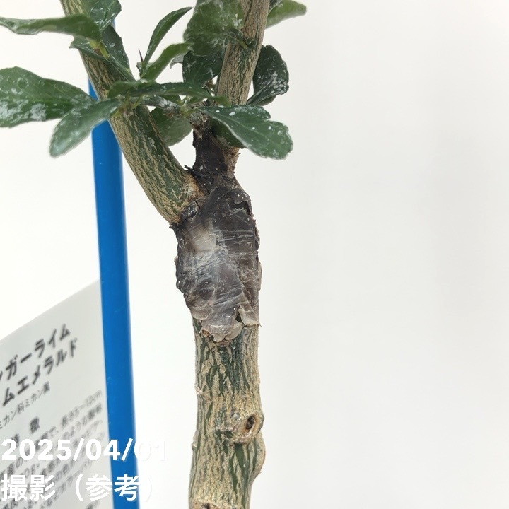 フィンガーライム 3.5号 ダーラムエメラルド｜柑橘｜果樹10-TU | 果樹