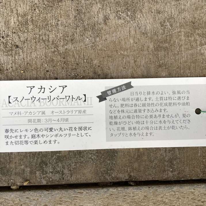 アカシア スノーウィーリバーワトル 7号|花木04-PA