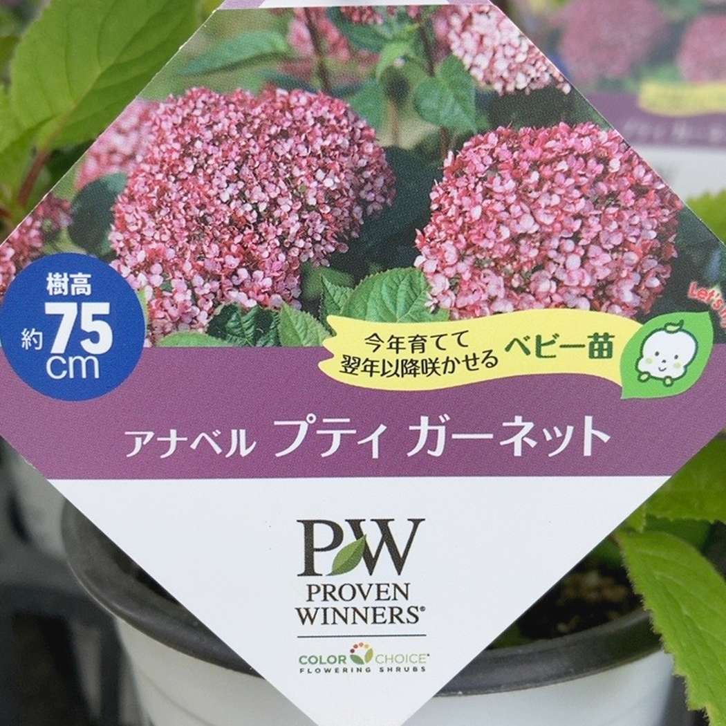 PW アナベル プティガーネット 3.5号｜花木04-PA | 花木・庭木