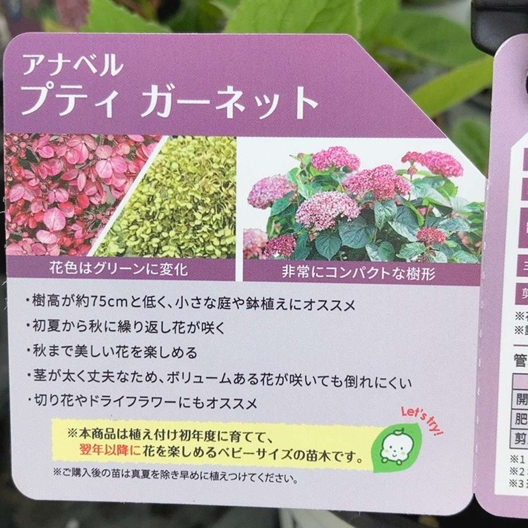 PW アナベル プティガーネット 3.5号｜花木04-PA | 花木・庭木