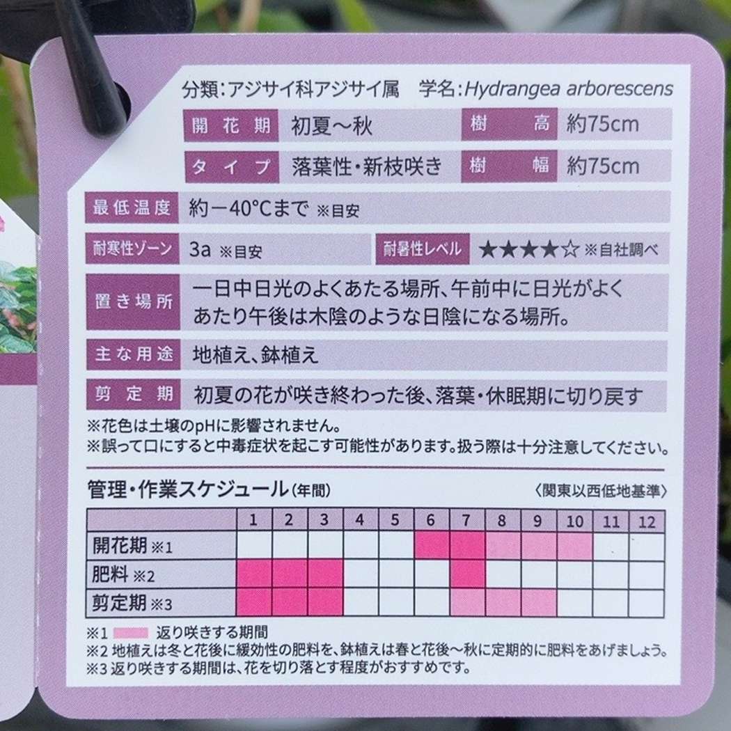 PW アナベル プティガーネット 3.5号｜花木04-PA | 花木・庭木