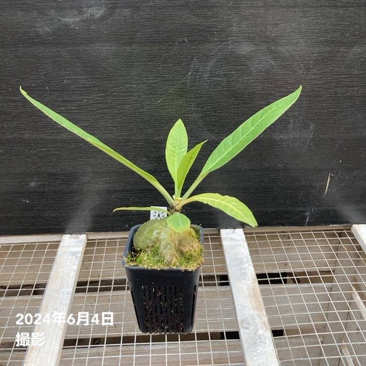現品お届け】アリ植物 ヒドノフィツム Hydnophytum cf
