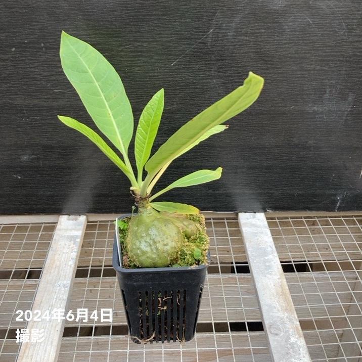 現品お届け】アリ植物 ヒドノフィツム Hydnophytum cf. mamberamoense