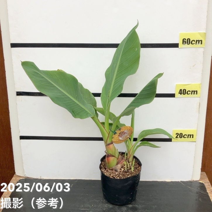 地湧金蓮（チユウキンレン） 6号ポット ｜草花10-TU | 草花