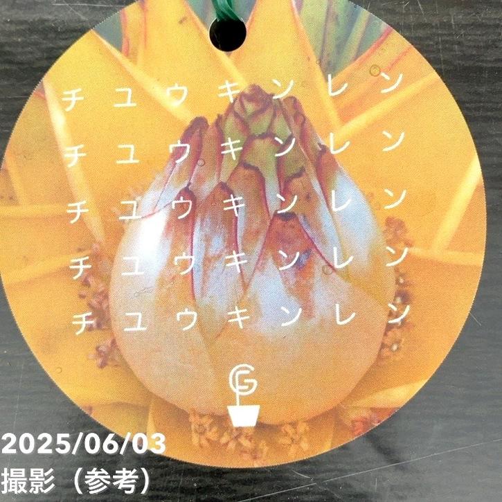 地湧金蓮（チユウキンレン） 6号ポット ｜草花10-TU | 草花,[多年草