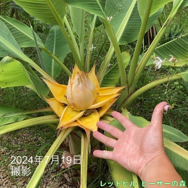 【サイズUP】★チュウキンレン★苗　特大サイズ　地湧金蓮　２本セット 地湧金蓮（チユウキンレン） 6号ポット ｜草花10-TU | 草花