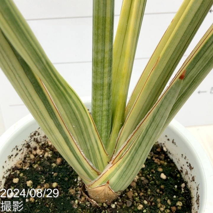 期間限定10％OFF！】【現品お届け】サンスベリア 5号 ロイヤルクラウン