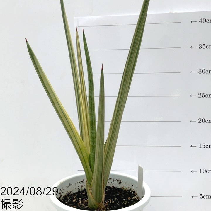 期間限定10％OFF！】【現品お届け】サンスベリア 5号 ロイヤルクラウン