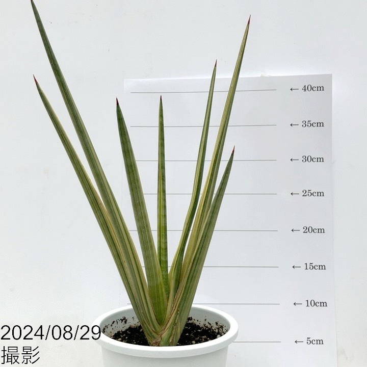 現品お届け】サンスベリア 5号 ロイヤルクラウン 白プラ鉢仕様（S45