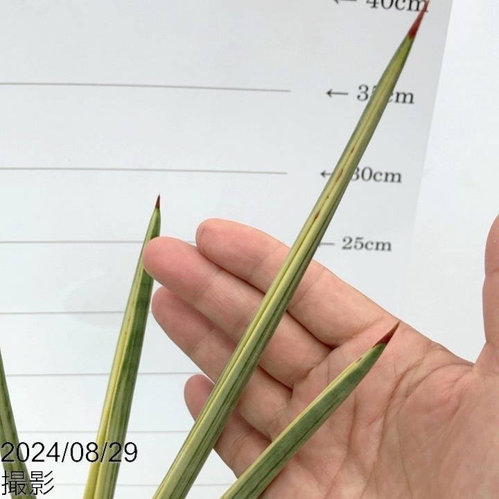 ガ*M様 【週末セール】 サンスベリア ロイヤルクラウン　2株セット！　特大株 ガ*M様 【週末セール】 サンスベリア ロイヤルクラウン 2株セット