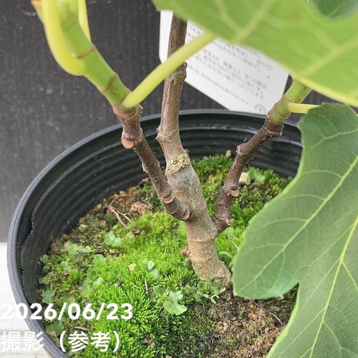 決算P5倍！10%OFF！8/2まで】イチジク ビオレソリエス 5号｜果樹10-TU