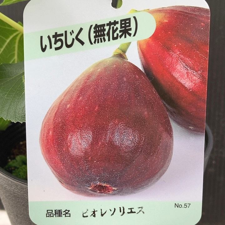 決算P5倍！10%OFF！8/2まで】イチジク ビオレソリエス 5号｜果樹10-TU