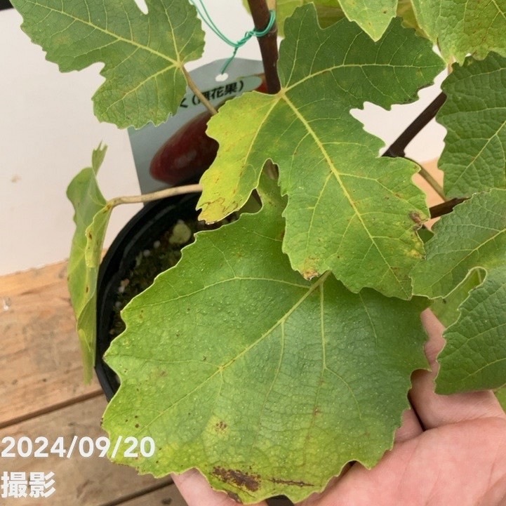 実付き＞イチジク ビオレソリエス 5号｜果樹10-TU | 果樹,イチジク