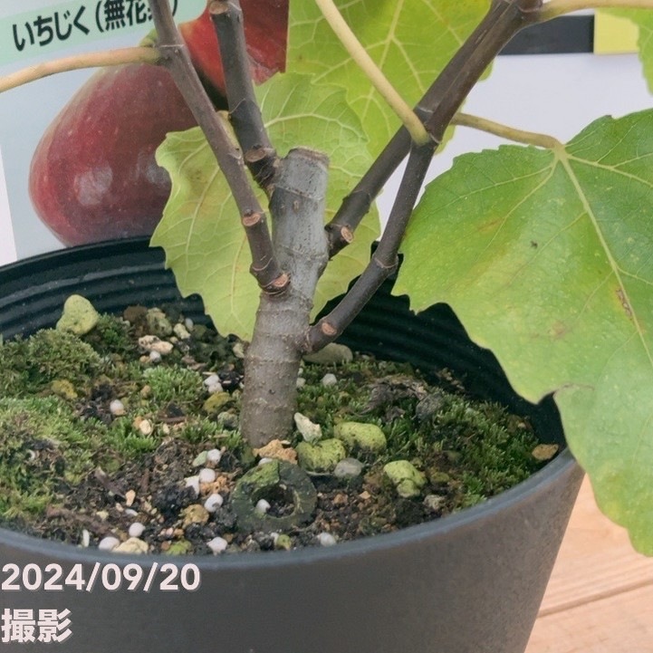 実付き＞イチジク ビオレソリエス 5号｜果樹10-TU | 果樹,イチジク