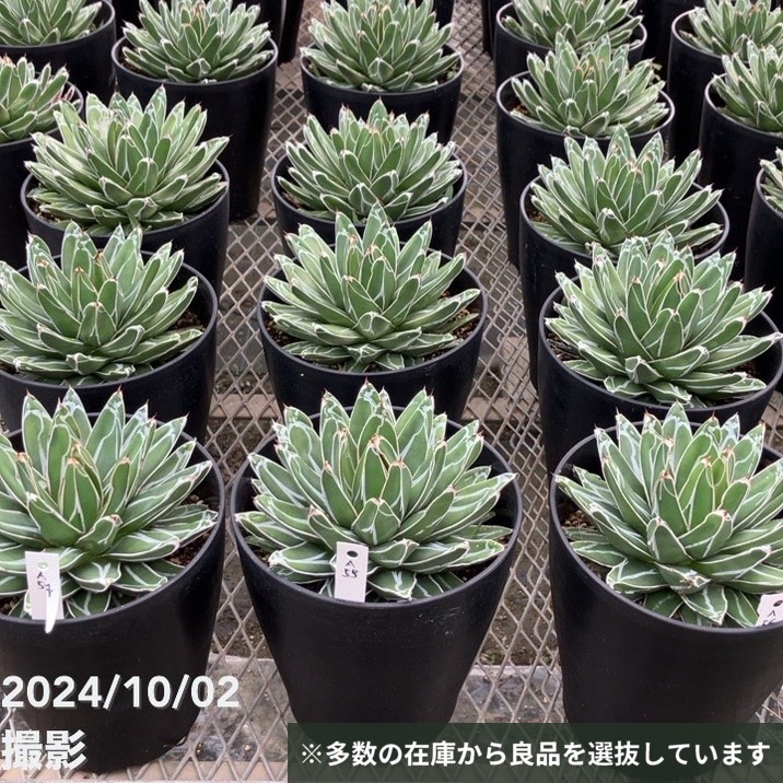 アガベ 姫笹の雪 黄覆輪斑抜き苗