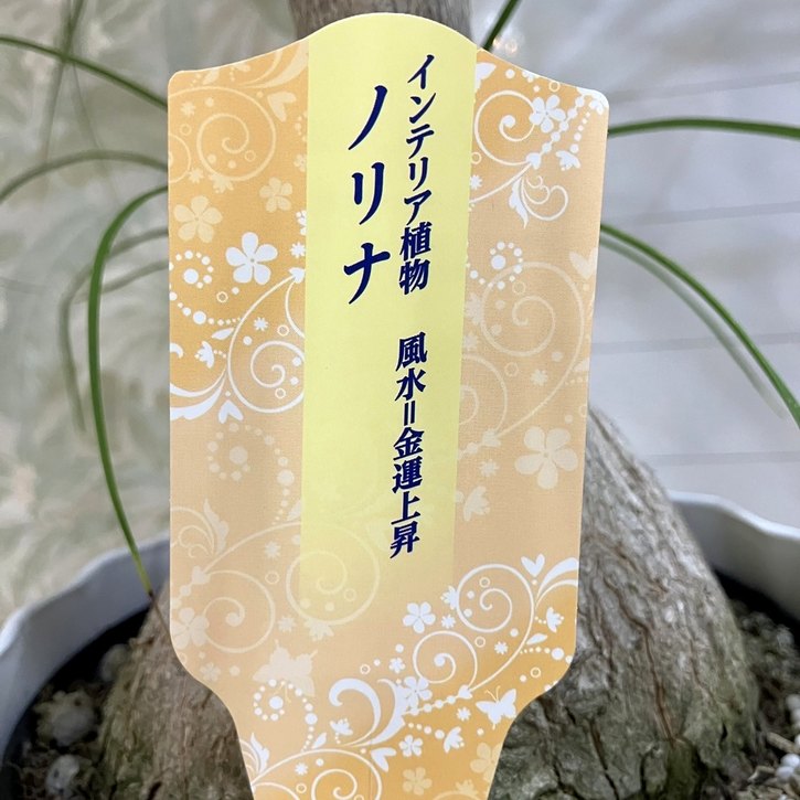 コア様トックリラン ノリナ 50株 まとめ売り コア様トックリラン ノリナ 50株 まとめ売り - メルカリ