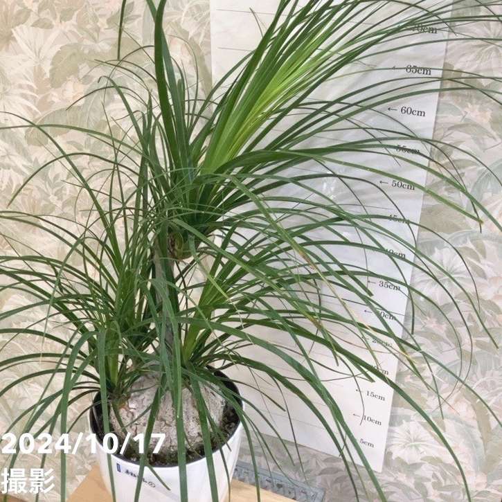 現品お届け】トックリラン（ノリナ）7号（2）｜観葉04-PA | 観葉・多肉