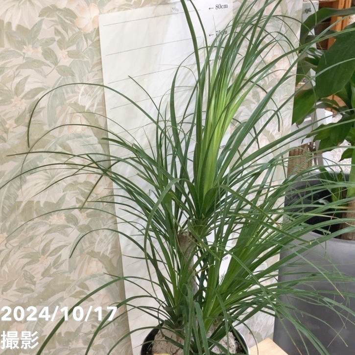 現品お届け】トックリラン（ノリナ）7号（2）｜観葉04-PA | 観葉・多肉