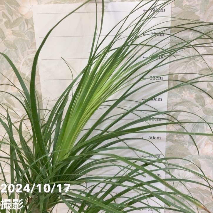 現品お届け】トックリラン（ノリナ）7号（2）｜観葉04-PA | 観葉