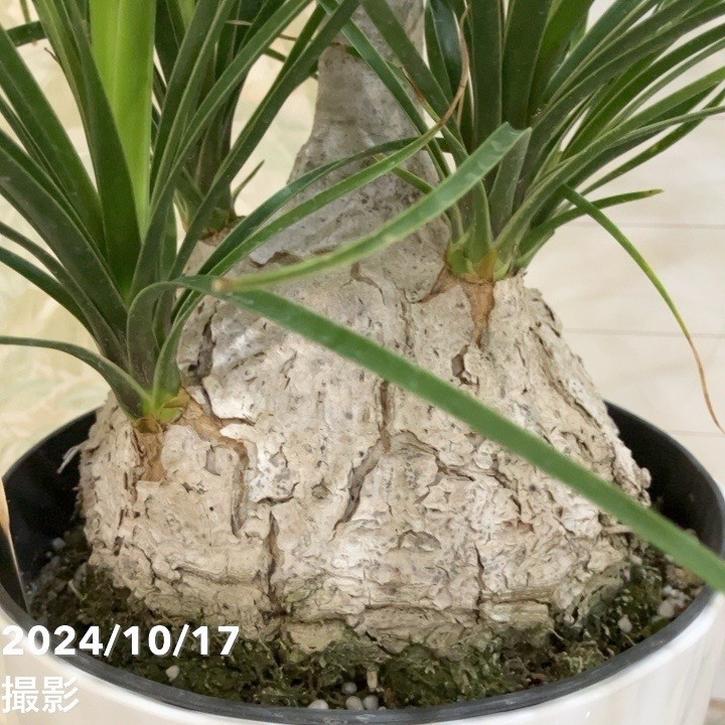 現品お届け】トックリラン（ノリナ）7号（2）｜観葉04-PA | 観葉・多肉