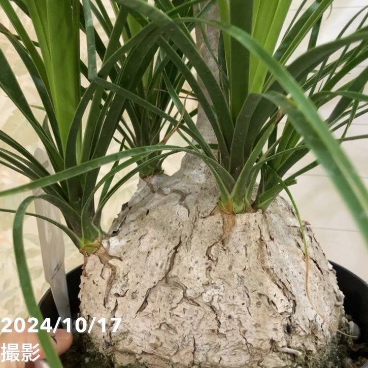 りらん。 スリクソン ZX7 ドライバー | ウッド | 製品情報 | DUNLOP