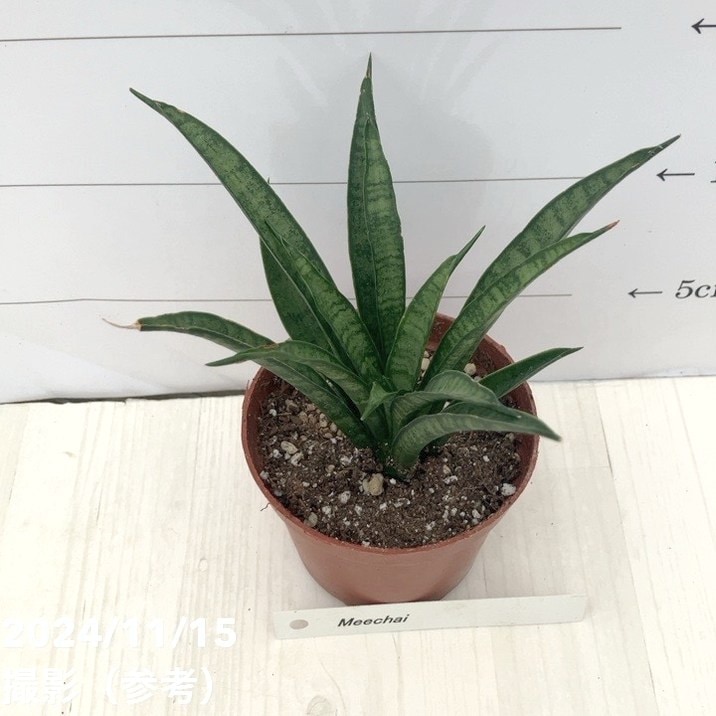 サンスベリア 3号 ミーチャイ Meechai（子株）｜観葉02-D2 | 観葉