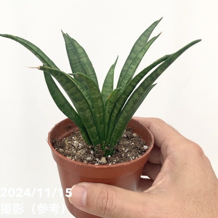 サンスベリア 3号 ミーチャイ Meechai（子株）｜観葉02-D2 | 観葉