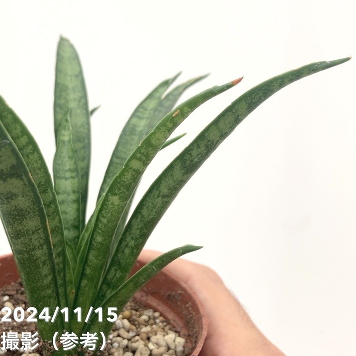 サンスベリア 3号 ミーチャイ Meechai（子株）｜観葉02-D2 | 観葉