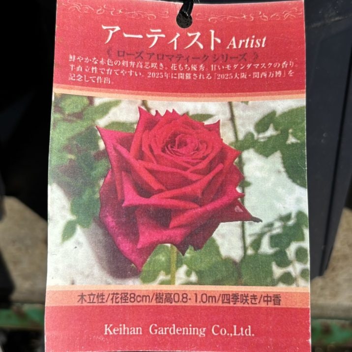 バラ大苗 アーティスト 7号 京阪園芸｜花木04-PA | 花木・庭木,バラ