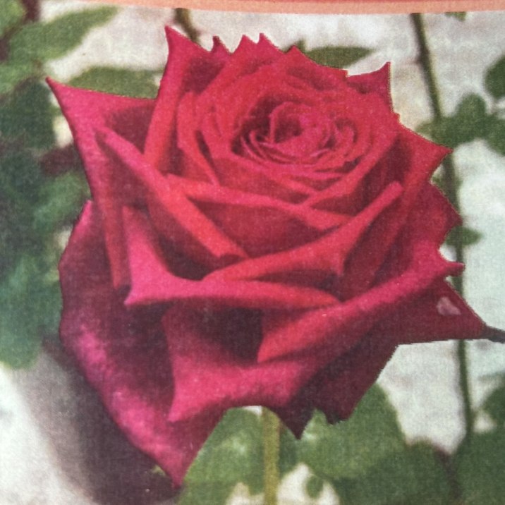 バラ大苗 アーティスト 7号 京阪園芸｜花木04-PA | 花木・庭木,バラ