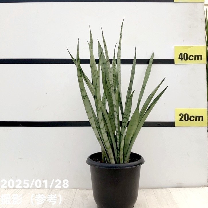 期間限定10％OFF！】サンスベリア 5号 シルバープリンセス｜観葉02-D2