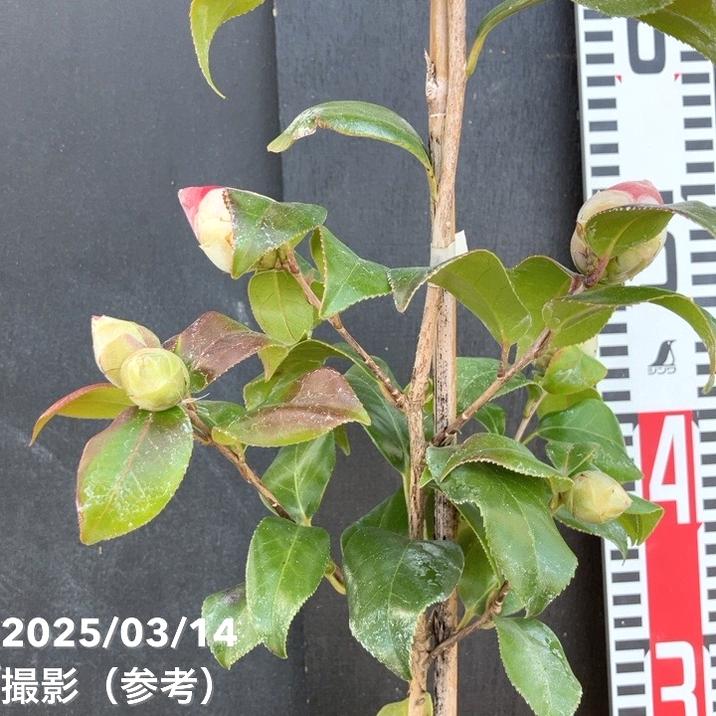 椿 ツバキ 4号 向陽 こうよう［こだわりの前田ナーセリー苗］｜花木04