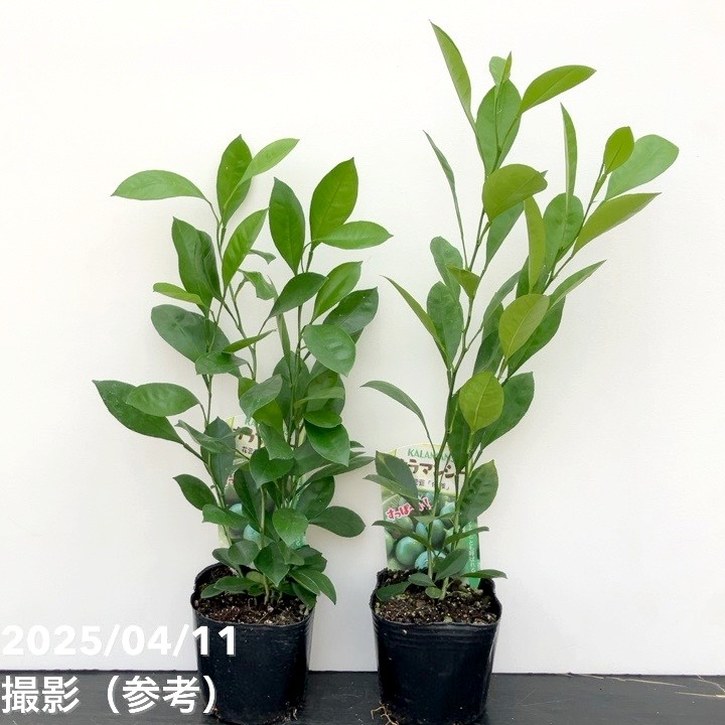 カラマンシー 3号 2鉢セット｜柑橘｜果樹10-TU | 果樹,柑橘 | 赤塚