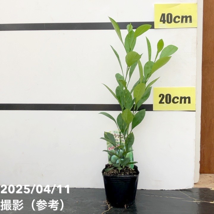 カラマンシー 3号 2鉢セット｜柑橘｜果樹10-TU | 果樹,柑橘 | 赤塚