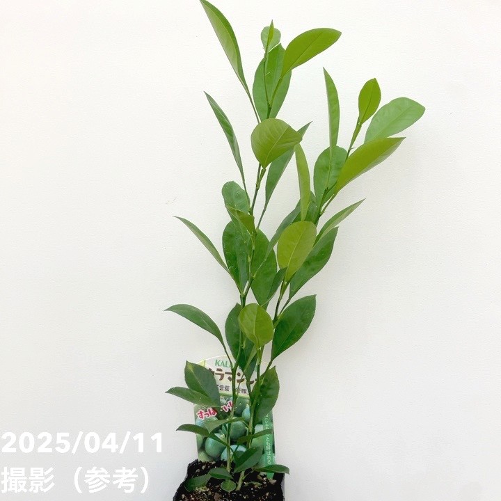 カラマンシー 3号 2鉢セット｜柑橘｜果樹10-TU | 果樹,柑橘 | 赤塚