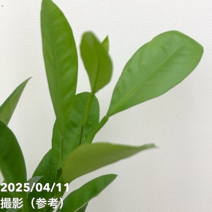 カラマンシー 3号 2鉢セット｜柑橘｜果樹10-TU | 果樹,柑橘 | 赤塚