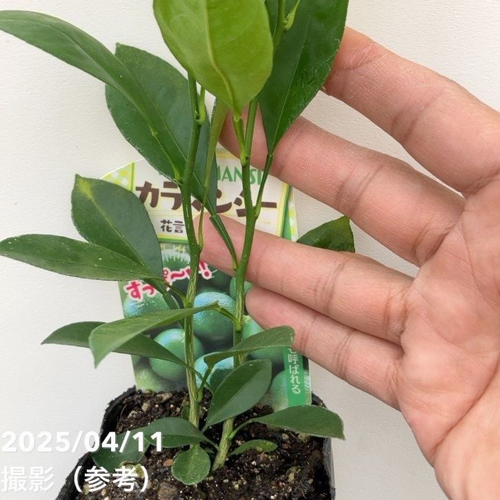 カラマンシー 3号 2鉢セット｜柑橘｜果樹10-TU | 果樹,柑橘 | 赤塚