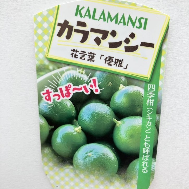 ymk　カラマンシー2鉢セット　送料無料 カラマンシー 3号 2鉢セット｜柑橘｜果樹10-TU | 果樹,柑橘 | 赤塚
