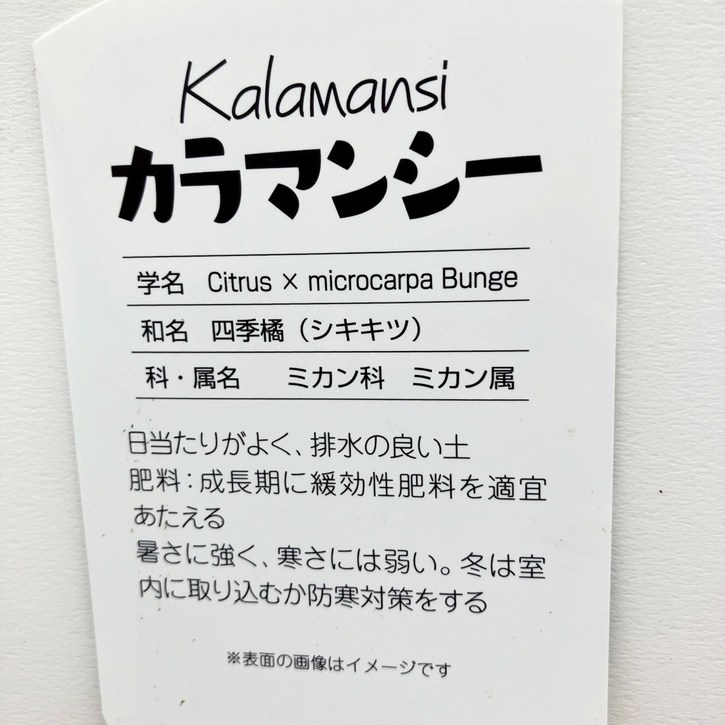 カラマンシー 3号 2鉢セット｜柑橘｜果樹10-TU | 果樹,柑橘 | 赤塚