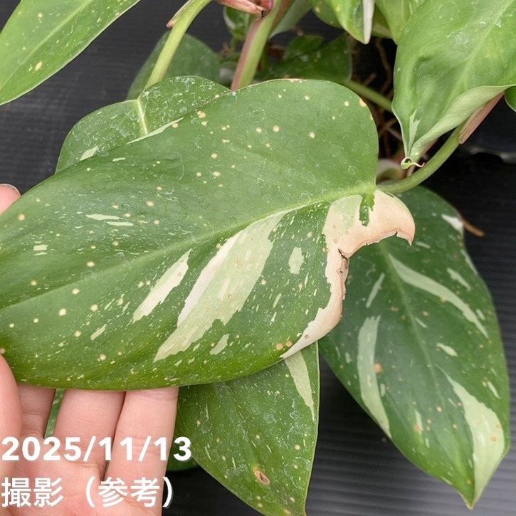 期間限定10％OFF！】フィロデンドロン ホワイトプリンセス 5号吊り鉢