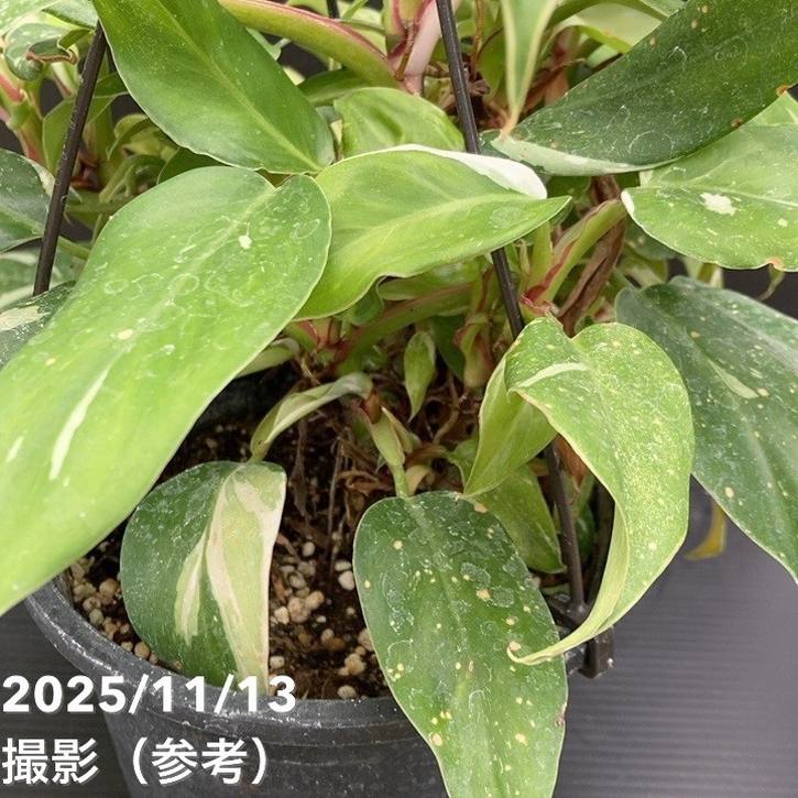 フィロデンドロン ホワイトプリンセス 5号吊り鉢仕様 |観葉10-TU