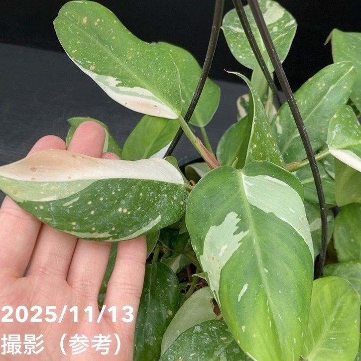 フィロデンドロン ホワイトプリンセス 5号吊り鉢仕様 ｜観葉10-TU