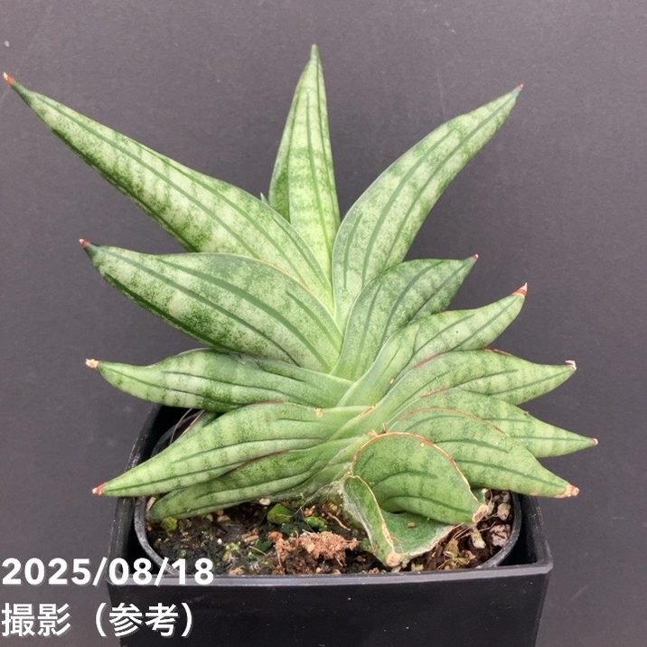 サンスベリア 4号 ヴィエンヌ Vienne 角プラ鉢仕様｜観葉02-D2 | 観葉