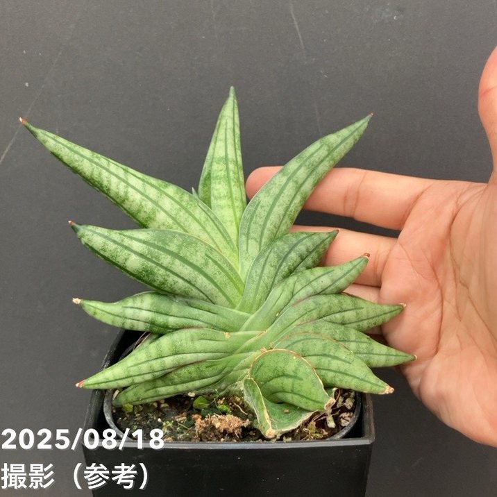 サンスベリア 4号 ヴィエンヌ Vienne 角プラ鉢仕様｜観葉02-D2 | 観葉