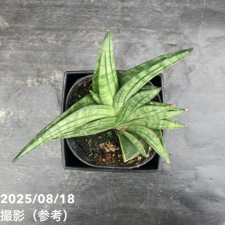 サンスベリア 4号 ヴィエンヌ Vienne 角プラ鉢仕様｜観葉02-D2 | 観葉