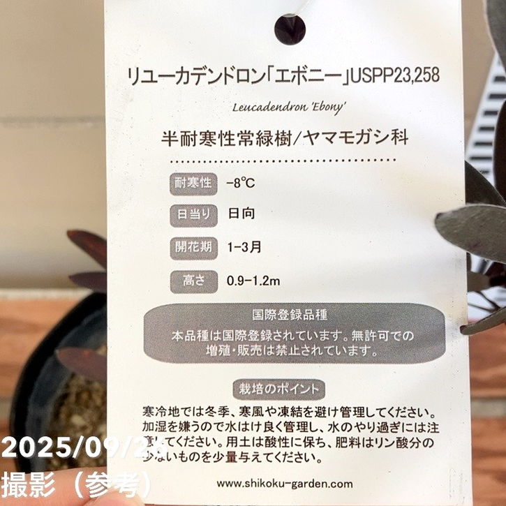 リューカデンドロン エボニー 4.5号 PVP｜花木04-PA | 花木・庭木