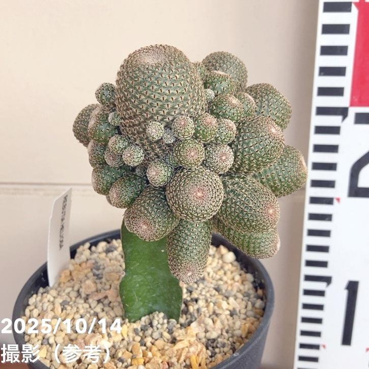 レプチア ヘリオーサ 4号｜観葉04-PA | 観葉・多肉 | 赤塚植物園