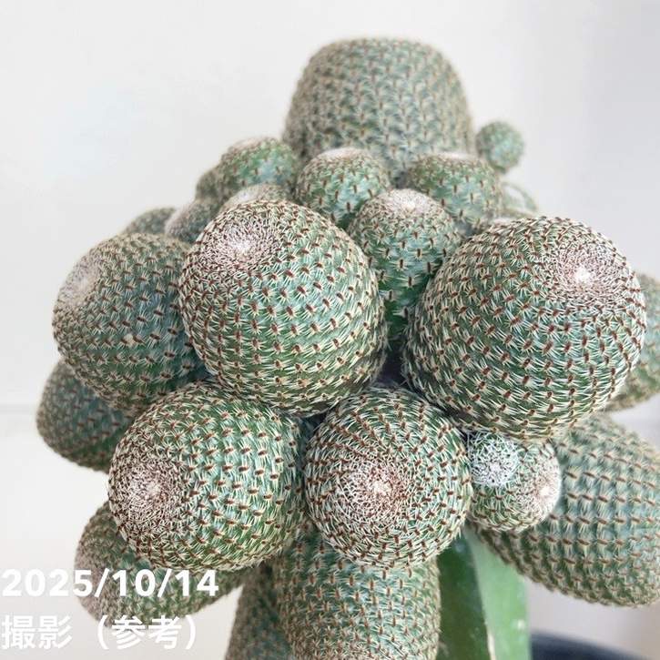 レプチア ヘリオーサ 4号｜観葉04-PA | 観葉・多肉 | 赤塚植物園
